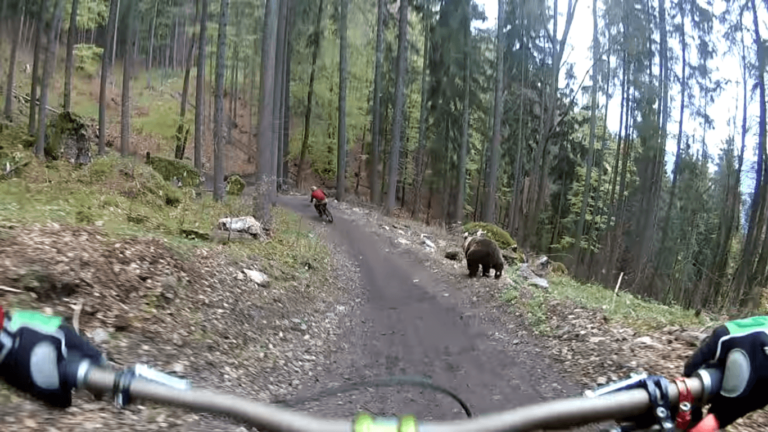 bear-chasing-cyclist-768x432.png
