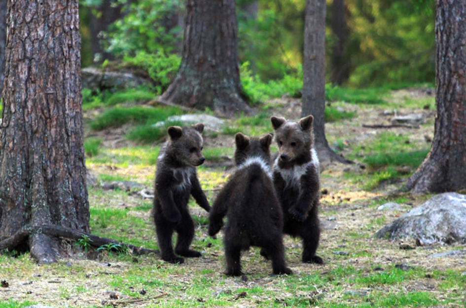 Photographer captures the cutest bear cubs dance in a circle - DIY ...