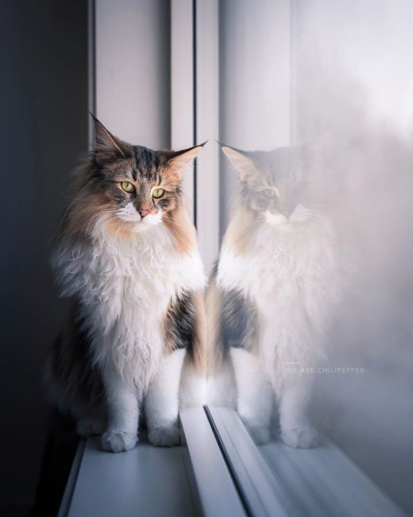 这只挪威森林猫的instagram追踪人数超过您