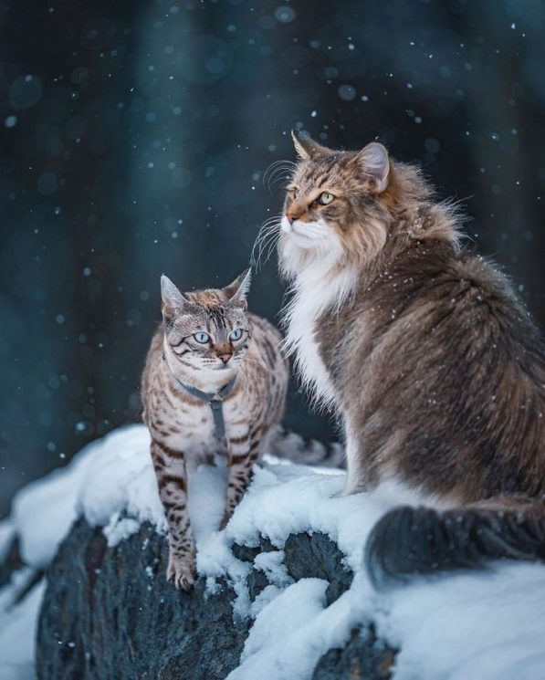 这只挪威森林猫的instagram追踪人数超过您